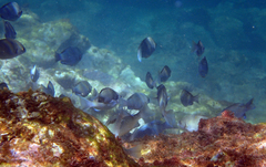 Girella punctata