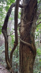 Angiospermae