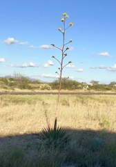 Agave palmeri