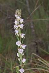 Angelonia integerrima