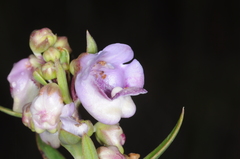 Angelonia integerrima
