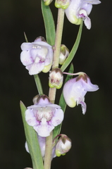 Angelonia integerrima