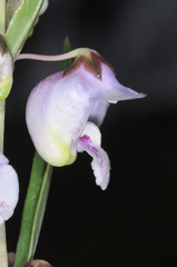 Angelonia integerrima