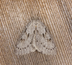 Philedia punctomacularia