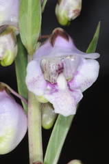 Angelonia integerrima