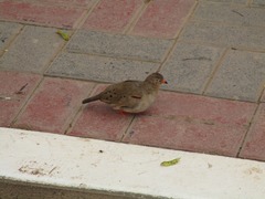 Columbina cruziana