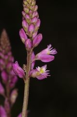 Polygala galioides