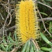 Banksia seminuda remanans - Photo 由 Loxley Fedec 所上傳的 (c) Loxley Fedec，保留部份權利CC BY-NC