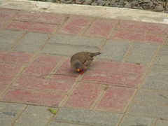 Columbina cruziana