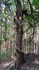 Angiospermae