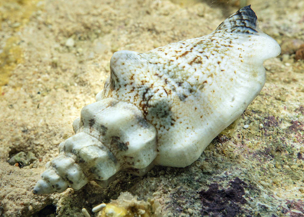Canarium orrae