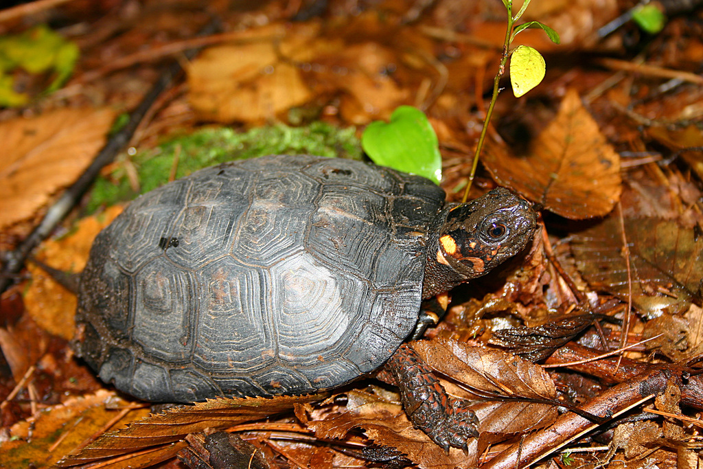 Bog Turtle