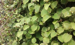 Fuchsia perscandens