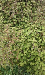 Fuchsia perscandens