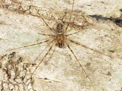 Drapetisca alteranda