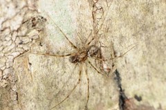 Drapetisca alteranda