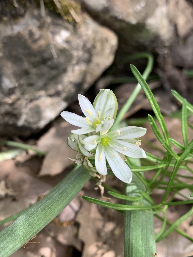 Ornithogalum luschanii