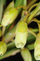 Pouteria salicifolia