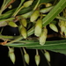 Labatia salicifolia - Photo (c) aacocucci,  זכויות יוצרים חלקיות (CC BY-NC), הועלה על ידי aacocucci