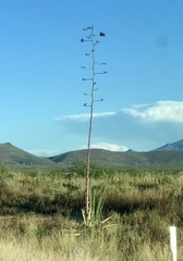 Agave palmeri
