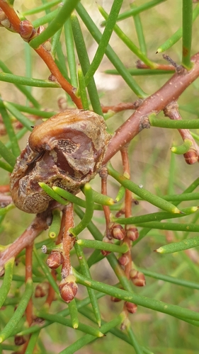 Image of Hakea rugosa by (c) Rosalie Lawrence, some rights reserved (CC BY)