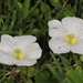 Nierembergia calycina - Photo (c) aacocucci,  זכויות יוצרים חלקיות (CC BY-NC), הועלה על ידי aacocucci