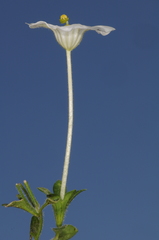 Nierembergia calycina