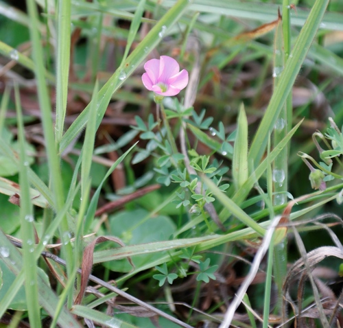 Image of Oxalis bifida by (c) Tony Rebelo, some rights reserved (CC BY-SA)