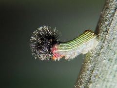 Dynastor darius stygianus