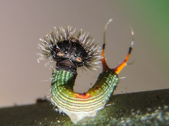 Dynastor darius stygianus