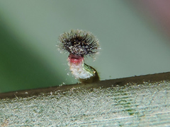 Dynastor darius stygianus