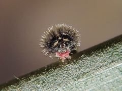 Dynastor darius stygianus