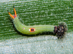 Dynastor darius stygianus