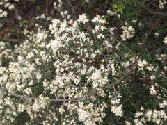 Pomaderris phylicifolia