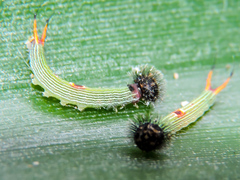 Dynastor darius stygianus