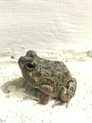 Pleurodema brachyops