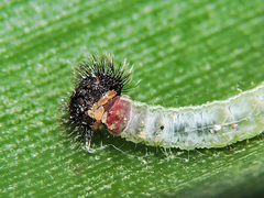 Dynastor darius stygianus