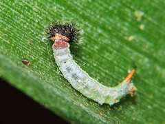 Dynastor darius stygianus