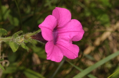 Petunia integrifolia
