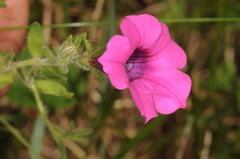 Petunia integrifolia