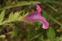 Petunia integrifolia