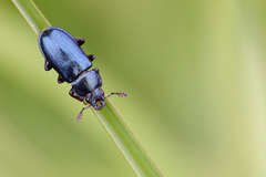 Platycerus caraboides