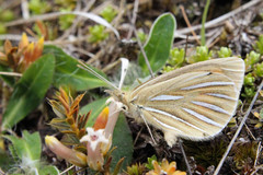 Argyrophenga antipodum