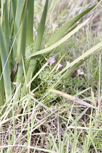 Image of Oxalis bifida by (c) Tony Rebelo, some rights reserved (CC BY-SA)