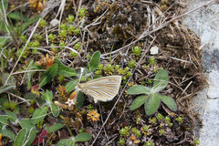 Argyrophenga antipodum