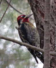 Sphyrapicus ruber × nuchalis