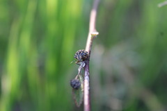 Orsilochides scurrilis