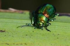 Chrysolinina