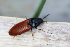 Ampedus pomorum