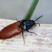 Dull Red Click Beetle - Photo (c) Erland Refling Nielsen, some rights reserved (CC BY-NC)